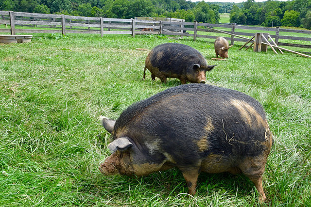 Piggin, Alice and Target roam in their new pen at Agriculture History Farm Park. 