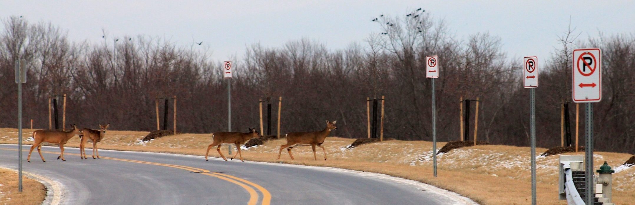 Deer Herd Crossing Roadway