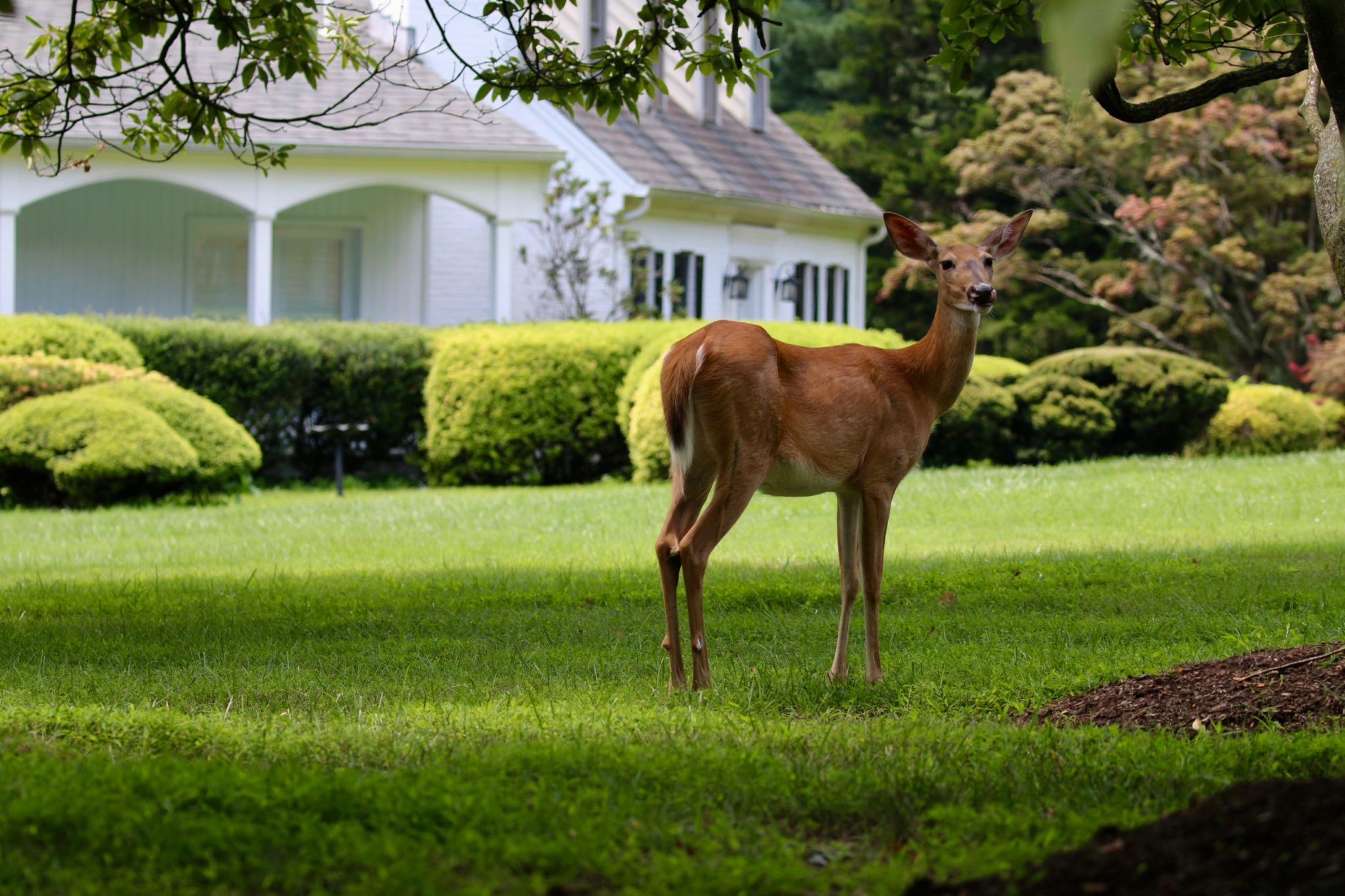 Deer in Montgomery County Montgomery Parks