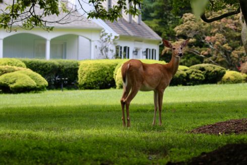 A doe deer standing in a yard with a house behind it