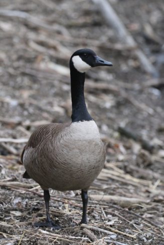 Single goose standing on the shore