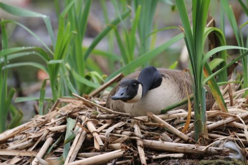 A goose sitting on her nest in the middle of a pond