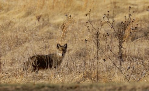Coyote in a field. wildlife, grassland, ecosystem, fauna, mammal, savanna, wilderness, cheetah, prairie, terrestrial animal