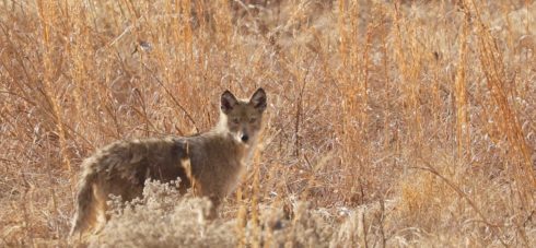 Coyote looking straight back, standing in a field wildlife, jackal, mammal, coyote, fauna, dog like mammal, wilderness