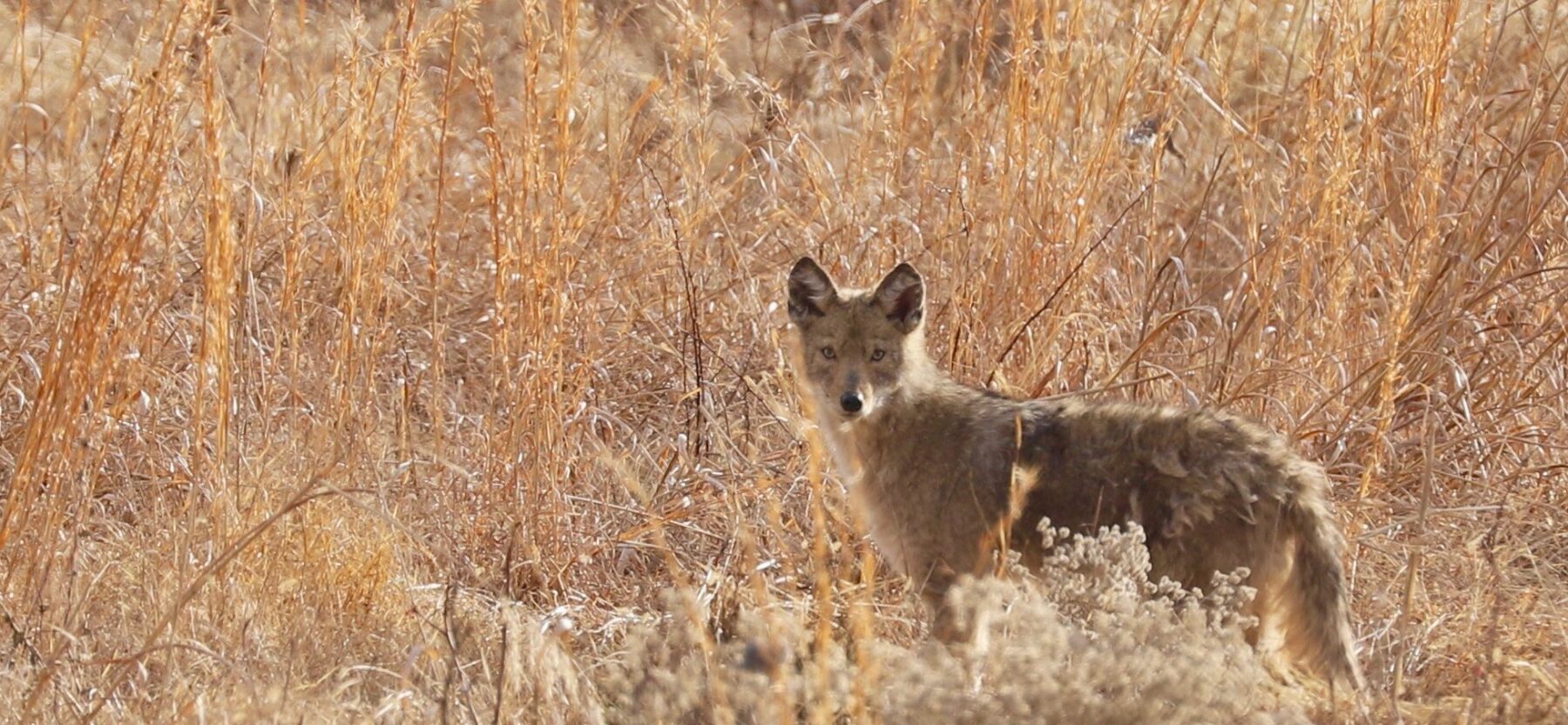 Coyote standing in a meadow