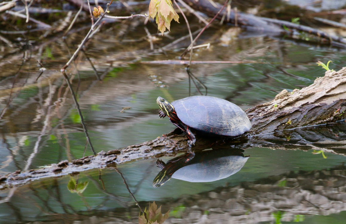 Turtle on log at beaver pond