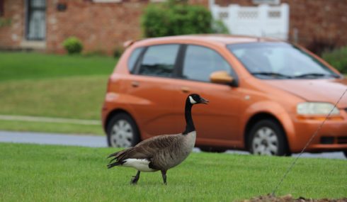 goose walking by a road with a car behind it
