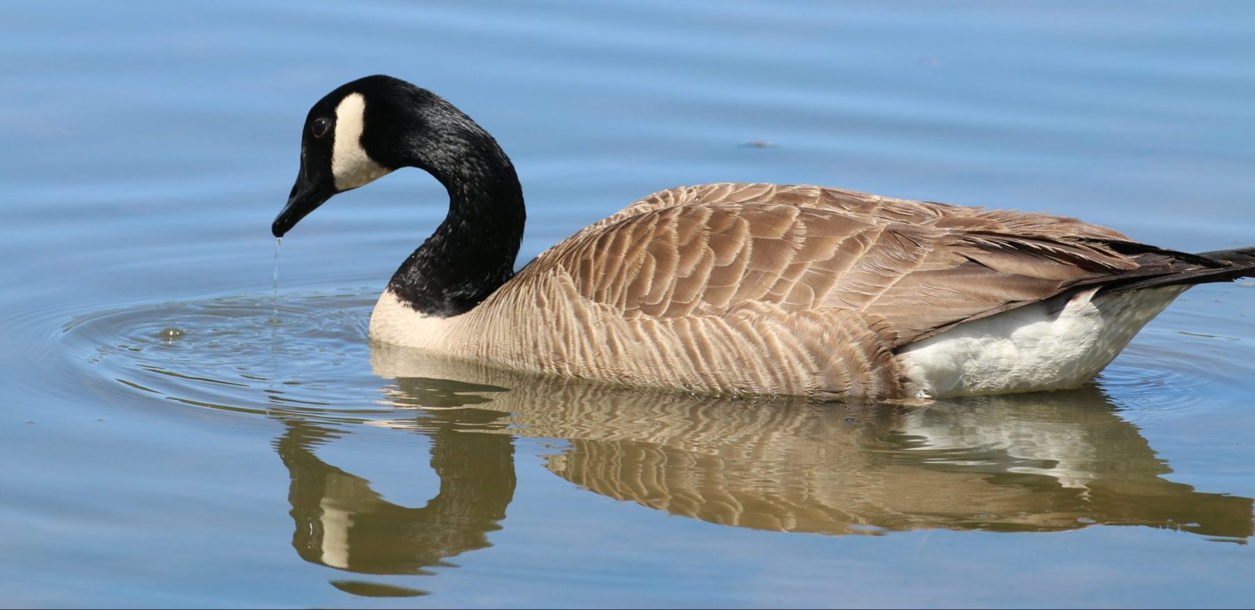 goose in the water