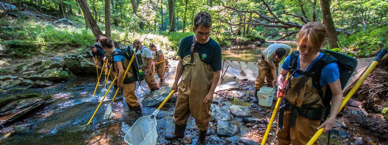  A group of people in a stream electrofishing (biological monitoring).