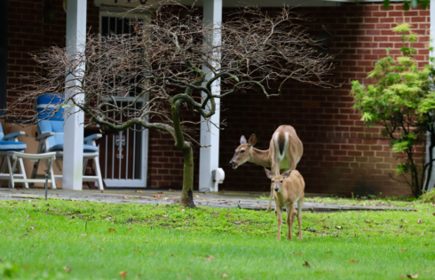 two deer standing in front yard of home
