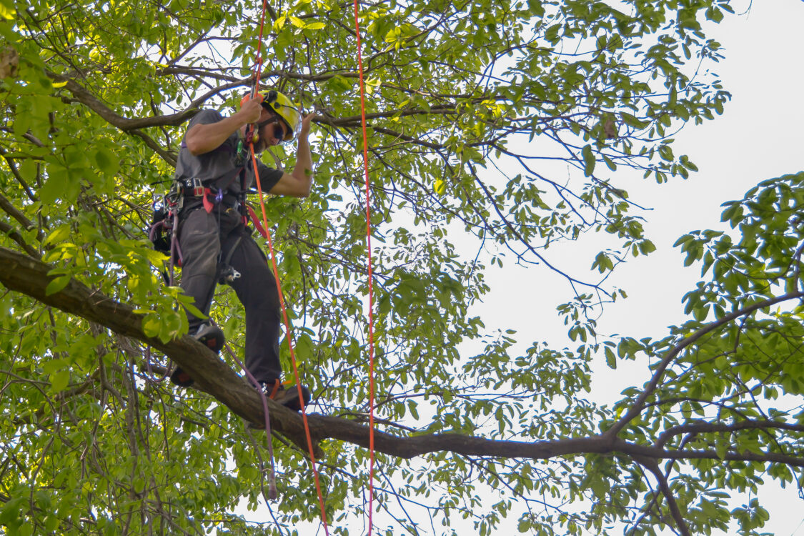 Montgomery Parks, Casey Trees and Bartlett Tree Experts offer a week-long Tree Climbing Academy program for adults