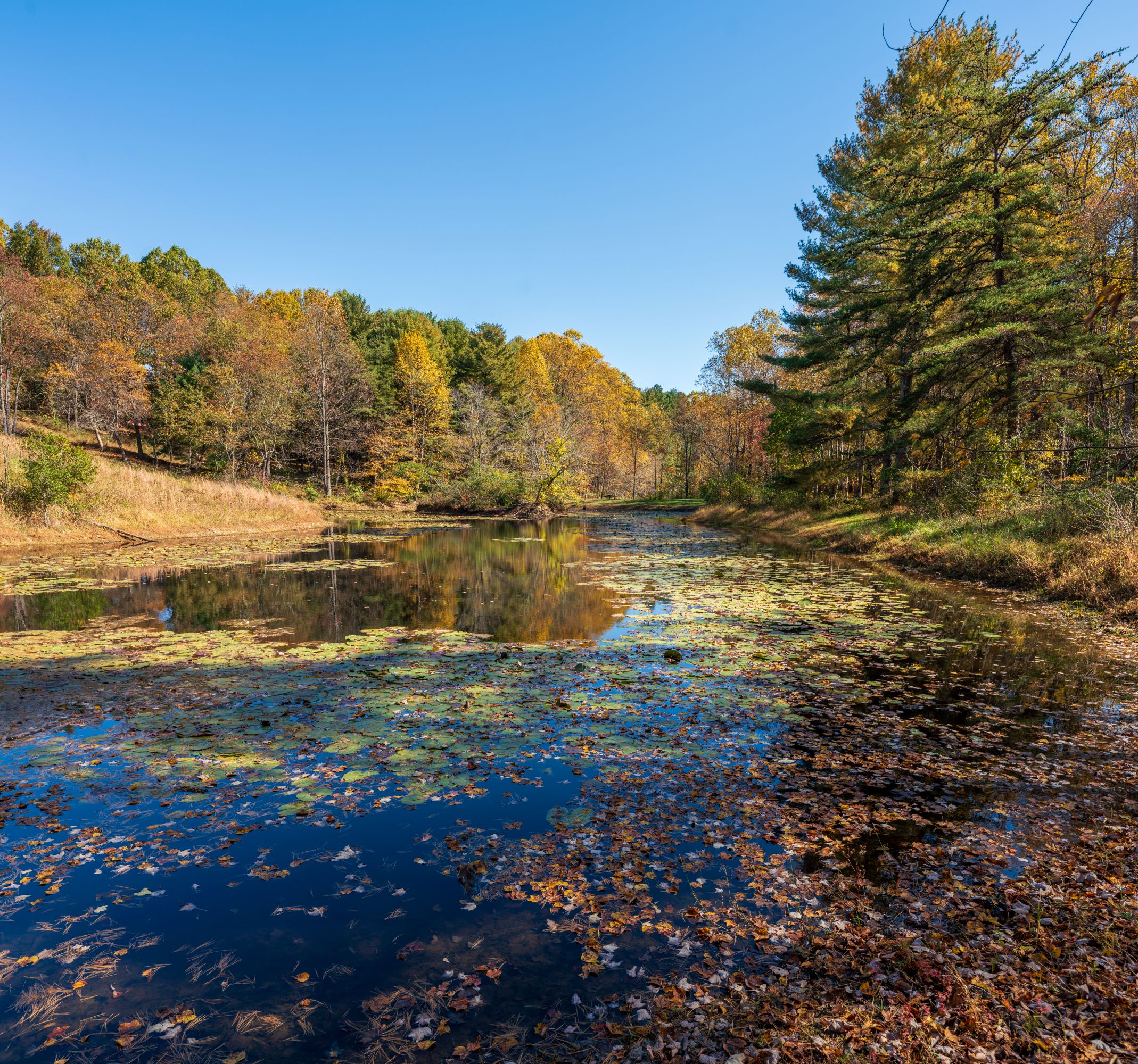 Fall leaves changing color around pond.