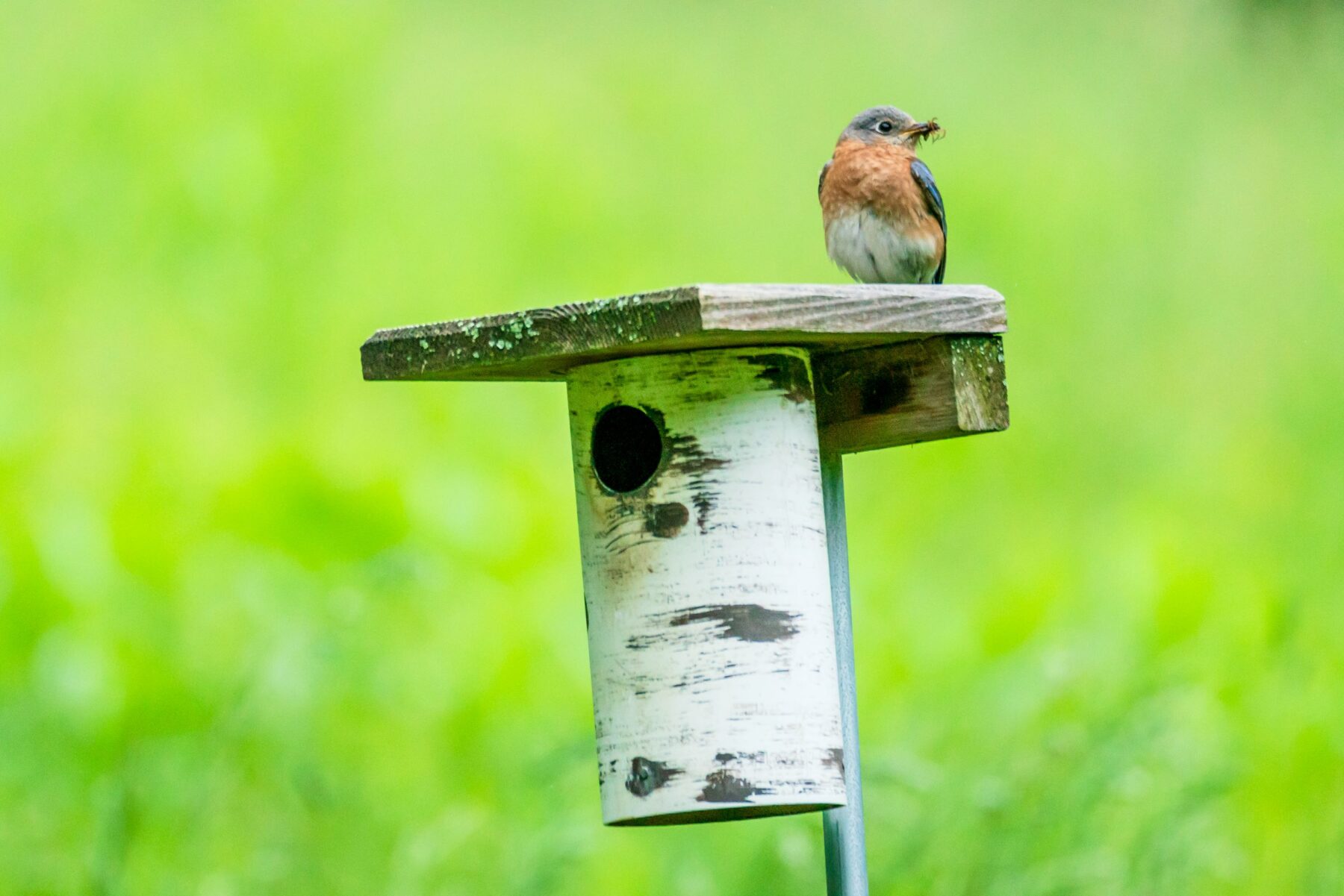 A bird on top of a nesting box