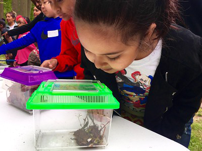 Young girl investigates an insect on display while classmates look at other insects