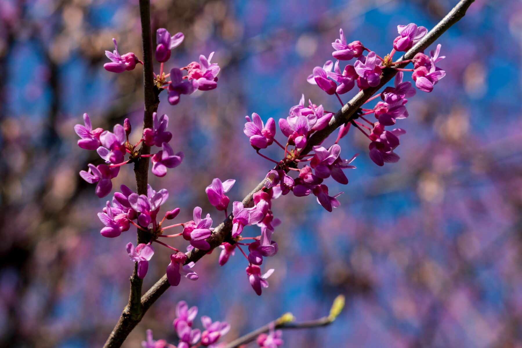 redbud-flowers