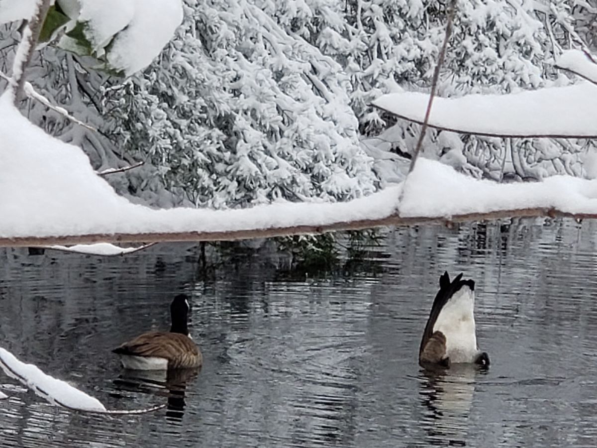 Snow covered pond with geese