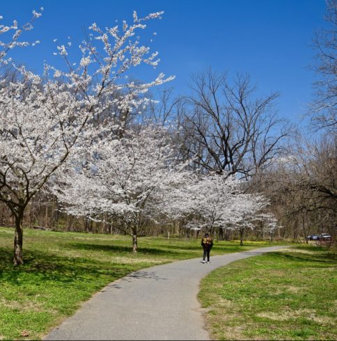 Cherry blossoms over a trail