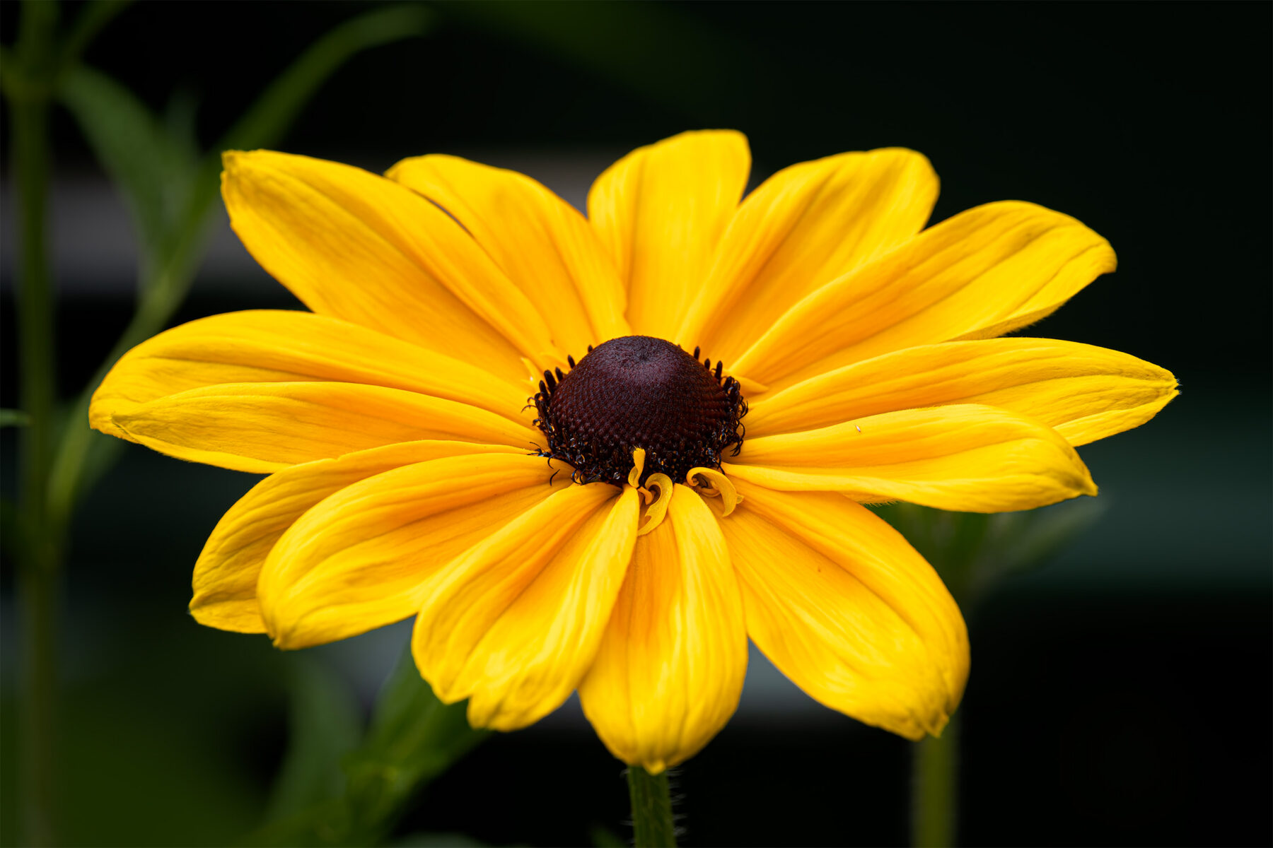 Close-up of a bright yellow Black-eyed Susan flower with broad golden petals surrounding a dark brown center, sharply focused against a soft, dark green blurred background.