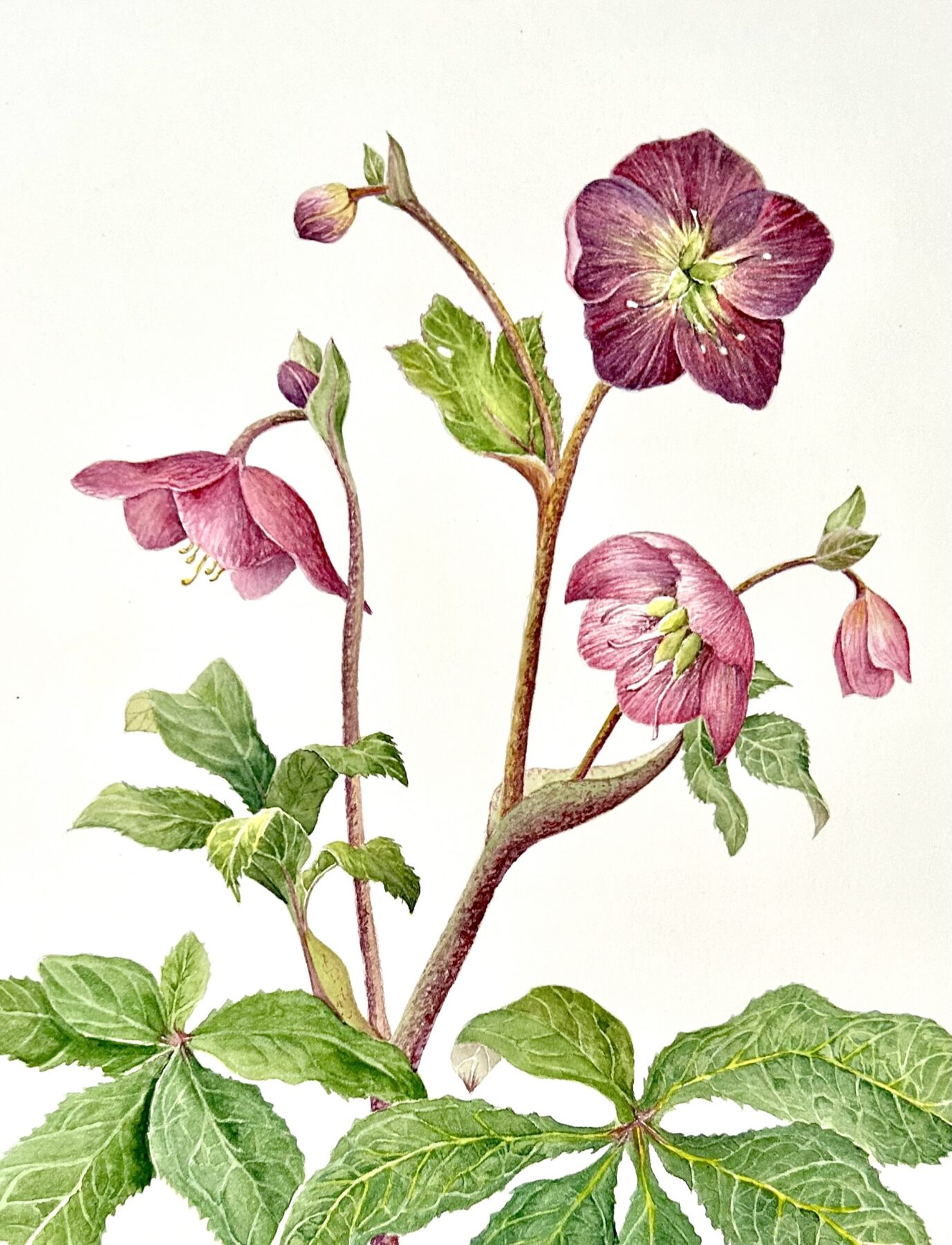 A watercolor with a white background featuring three fully bloomed hellebore. In the lower left corner is 6 green leaves which all meet at one end. Another grouping of six leaves meet together on the right side of the watercolor. A brownish stem comings from the center of the bottom edge growing upward branching into three different stems. Each stem features one fully opened deep pink/burgandy bloom and three additional mostly closed blooms of a similar color.