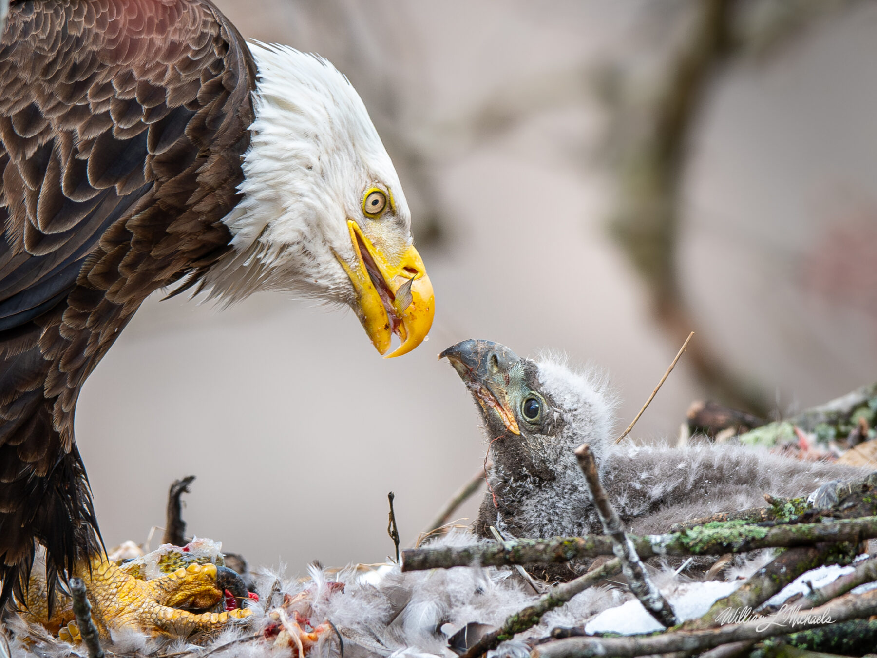 A photo of an eagle and chick