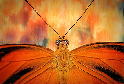 Banded Orange In for a Landing by Mary Jo Bennett $80,Butterfly Photograph, Brookside Gardens