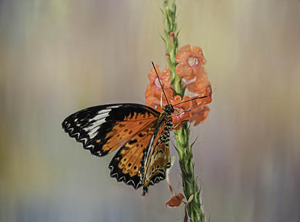 Common Lacewing by Mary Jo Bennett $50, Butterfly Photograph, Brookside Gardens