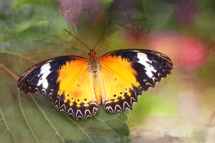 Leopard Lacewing by Mary Jo Bennett $75, Butterfly, Photograph, Brookside Gardens