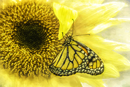 Monarch on Sunflower by Mary Jo Bennett $90, photograph, Brookside Gardens