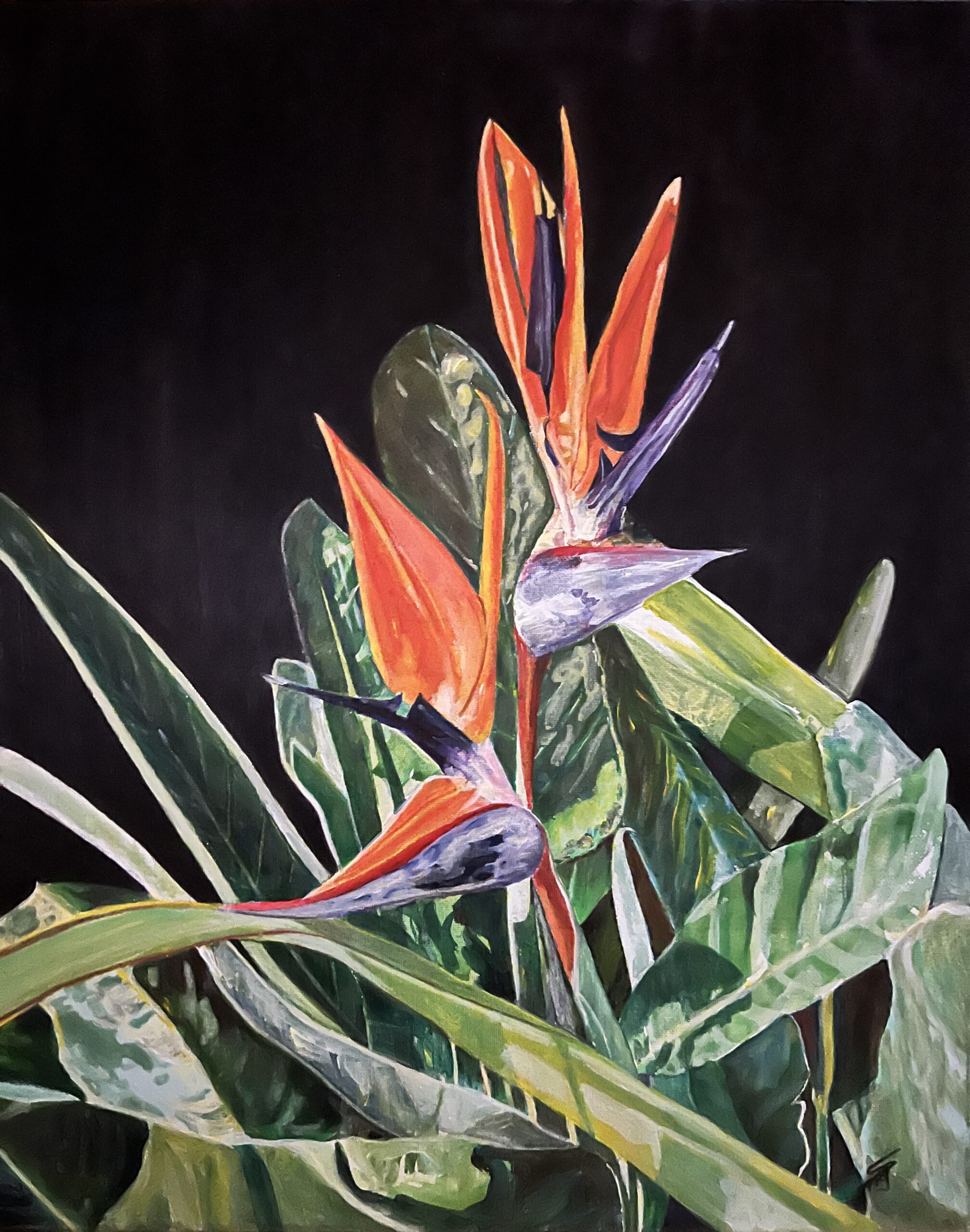 A painting of a bird of paradise flower that is red and purple against it's green shiny leaves