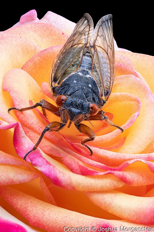 Photograph of cicada facing toward the viewer sitting on a pink/orange rose flower.