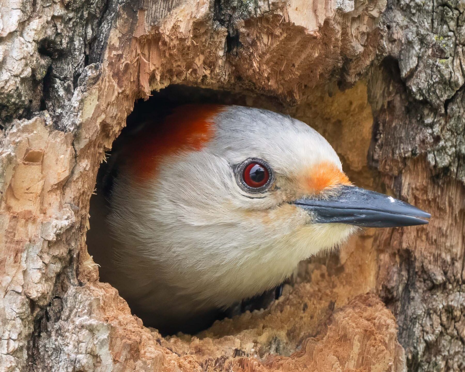 A bird looks out from a hole in wood. The bird has dark pupils with a red iris, a dark grey pointed beak with a hint of dark orange feathers where the beak meets the face. The first chin and cheeks are filled with white feathers while the top of its head has orange/red feathers.