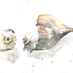 Seashells Watercolor by Gloria Tseng Fischer $350, Art Exhibit at Brookside Gardens