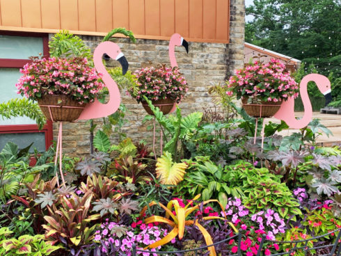 Flamingo Exhibit at Brookside Gardens