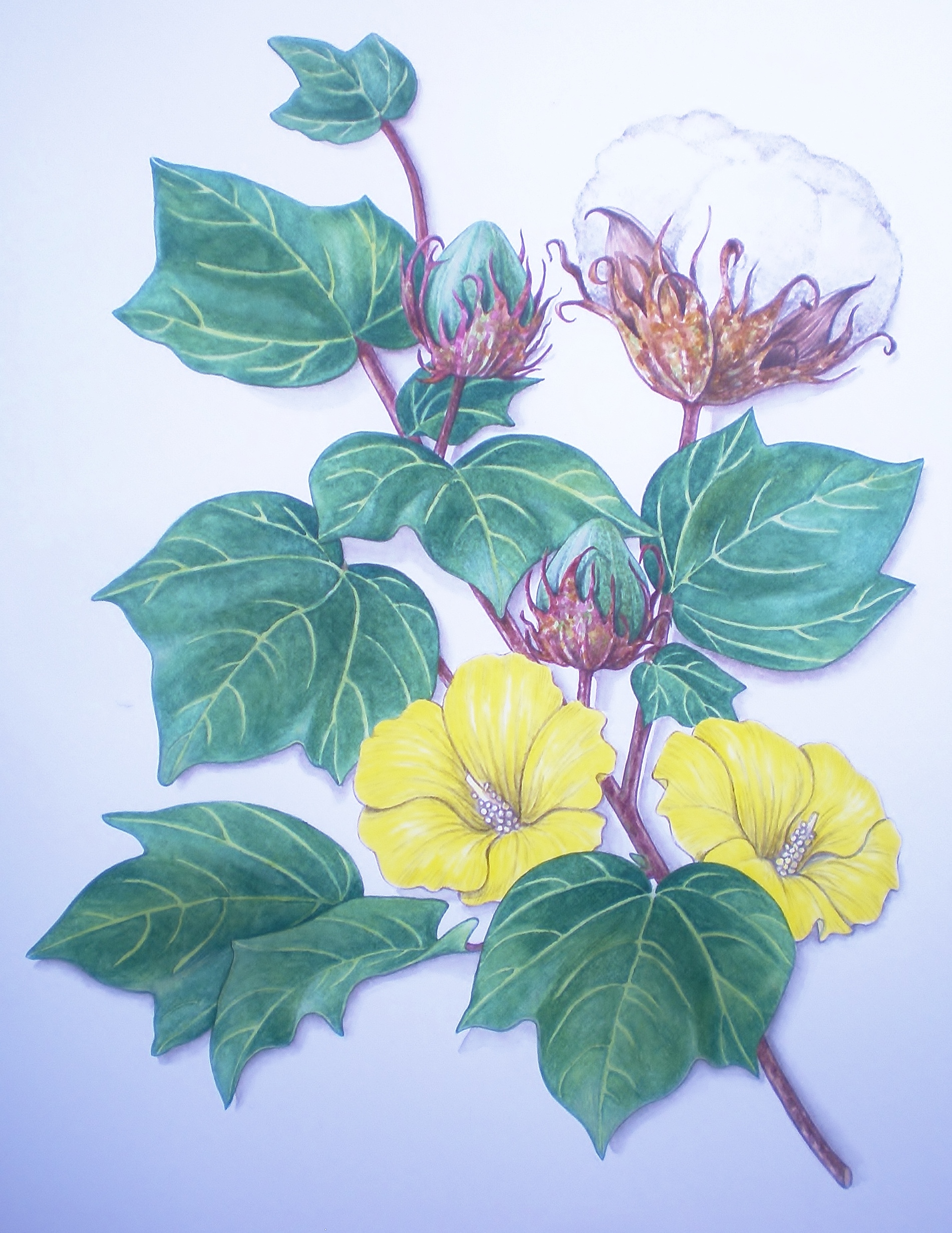 Cotton Plant Gossipium hirsutum Botanical Drawing Linda Greigg $400, Art Exhibit at Brookside Gardens