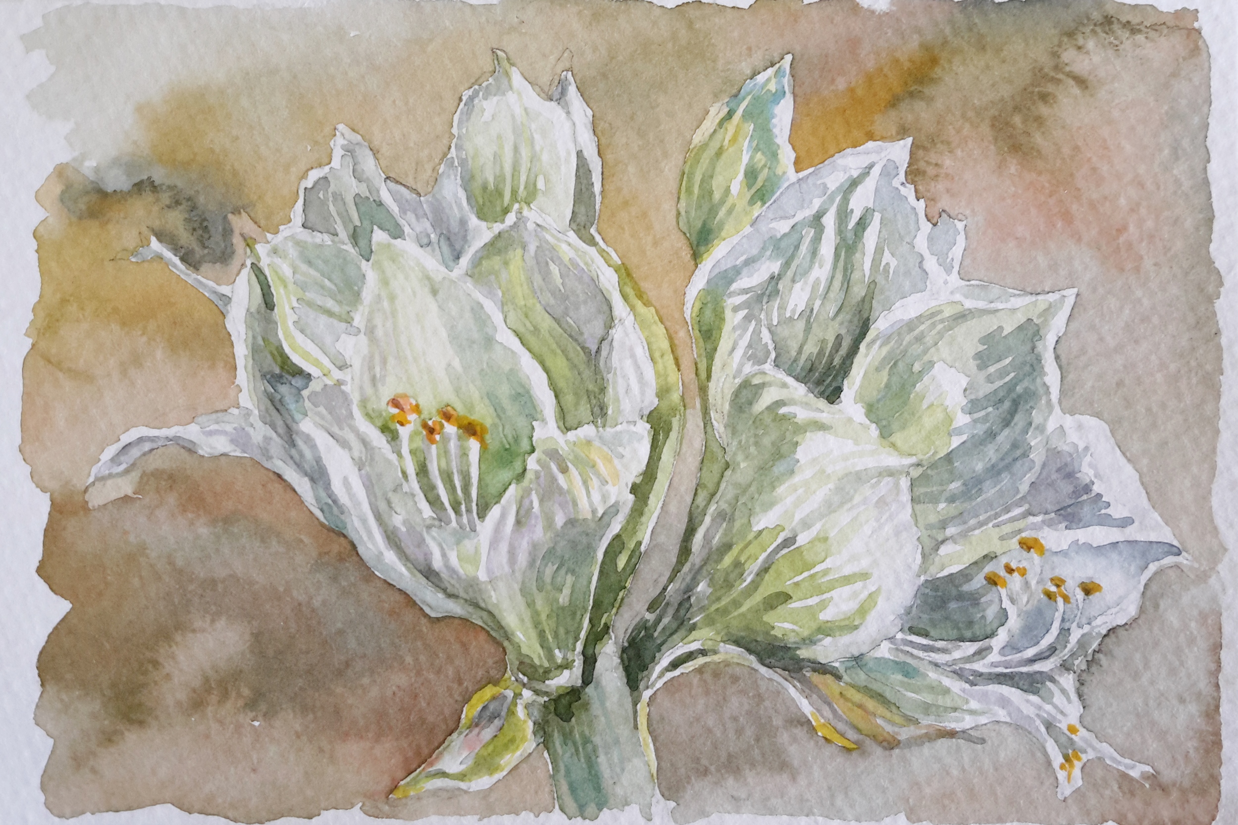 White Amaryllis Watercolor by Linda Greigg $225, Painting, Art Exhibit at Brookside Gardens