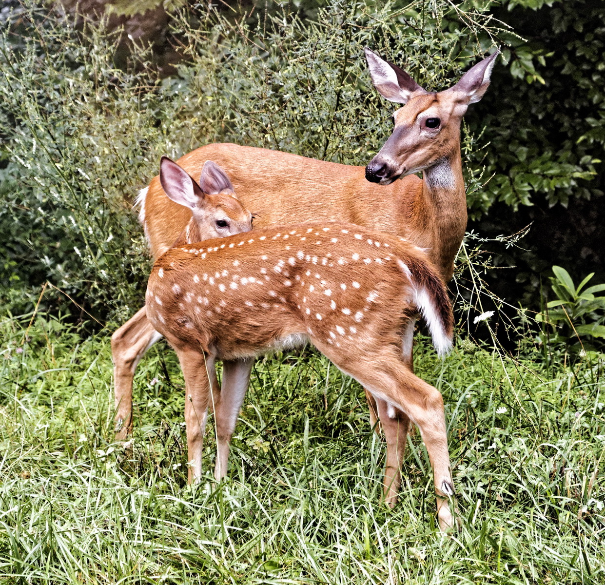 I Love You Mommy by Howard Clark, Art Exhibit at Brookside Gardens, phot of deer with baby deer
