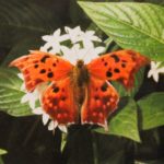 Comma Butterfly photograph by Renee Ruggles $110