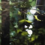 Moonlit Leaves photograph by Renee Ruggles $175
