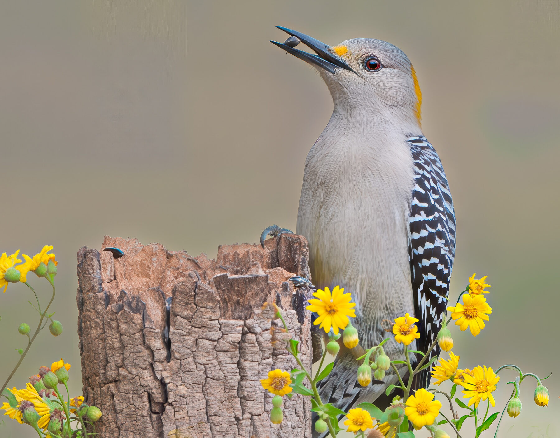 Photograph of a grey breasted bird with black and white stripes on its wings. The bird is facing the left side of the photograph. It has a long dark beak slightly opened with something in it. The bird also has small yellow feathers above its beak and on the back of its head. The bird is perched on the stop of a brown wooden stump. There are also flowers with yellow petals around the bottom of the photograph.
Photograph by Elliott Kagan.
