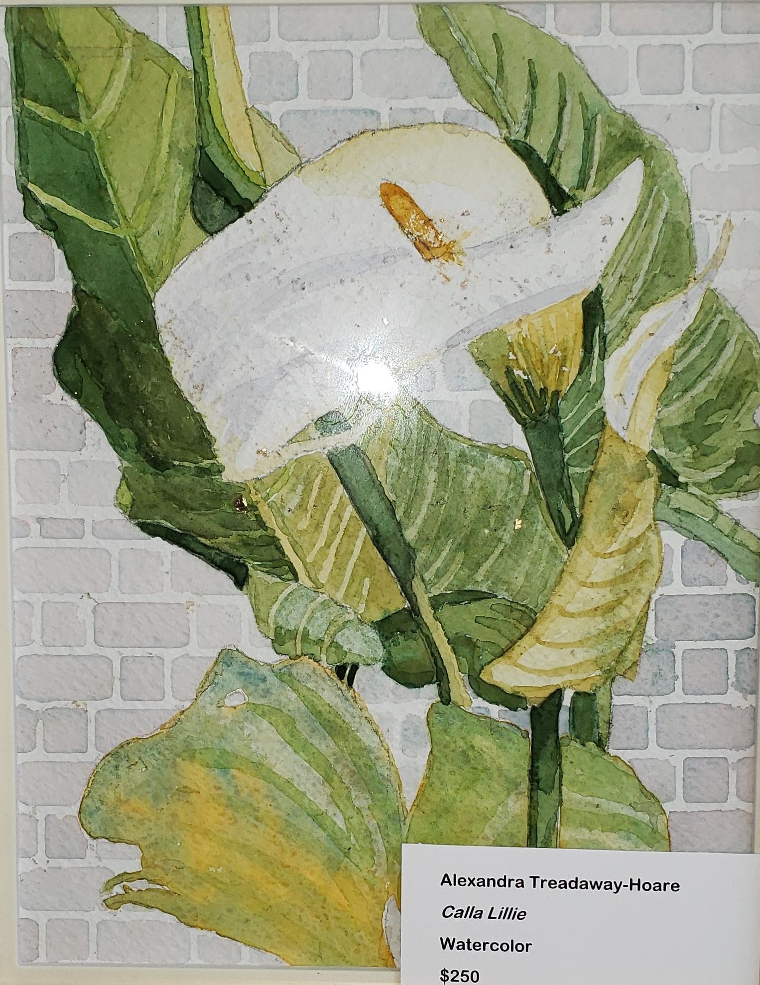 Calla Lillie by Alexandra Treadaway-Hoare $250, Painting, Brookside Gardens,