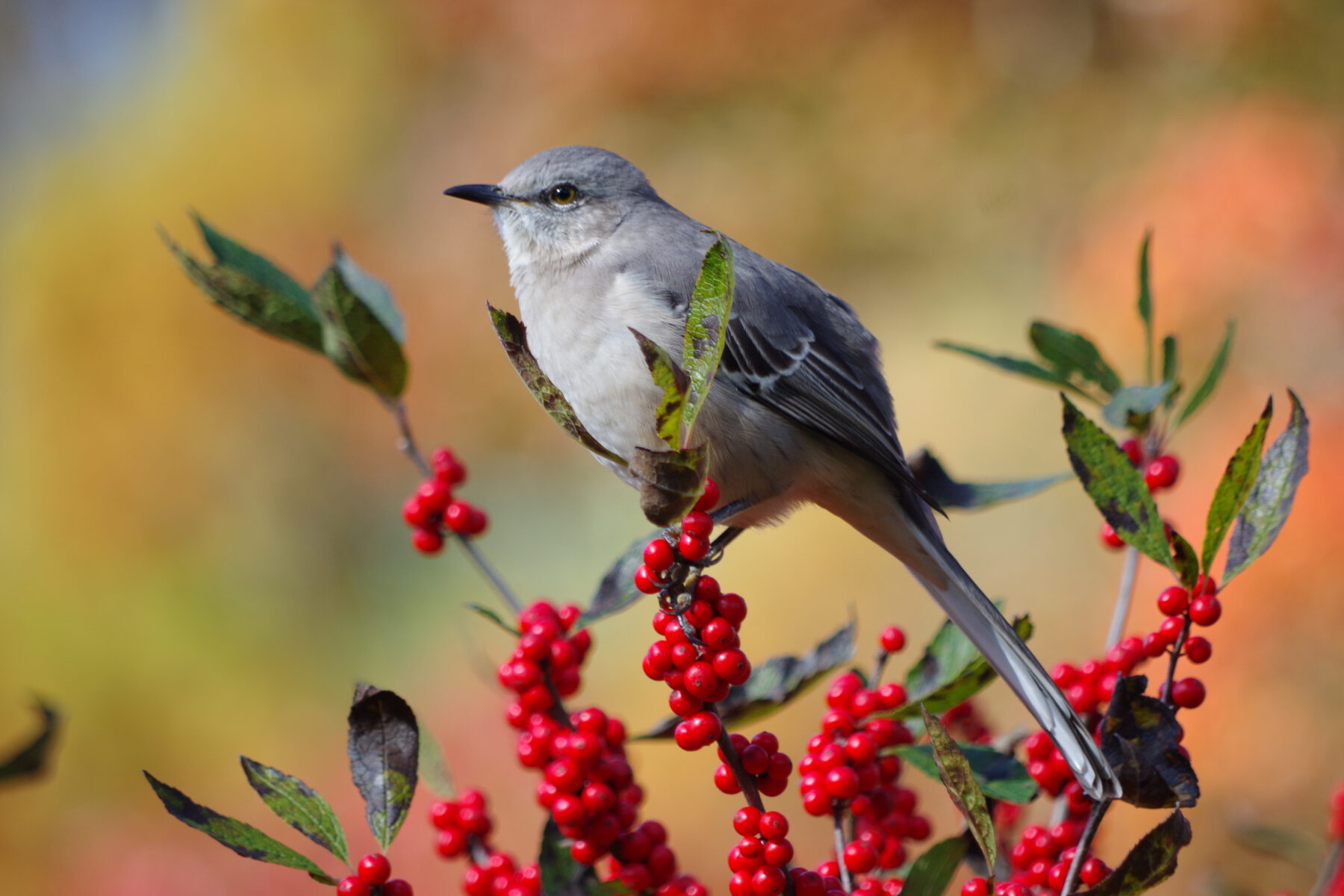 A small gray mockingbird is perched among clusters of vivid red berries on thin, leafy branches. The bird occupies the center of the photograph and is shown in profile, facing left. The plumage is predominantly light gray, with a pale gray-white breast and throat, darker gray wings marked by subtle white edging, and a long, narrow tail extending downward toward the lower right corner of the image. A slender black bill and a dark eye stand out against the softer tones of the bird's face.
The bird is positioned among several berry-laden stems. Bright, glossy red berries appear in dense clusters throughout the foreground and lower portion of the image, creating a strong contrast with the bird's muted gray coloration. The surrounding leaves are green with patches of brown and darkened edges, suggesting late-season foliage.
The background is rendered in a smooth, out-of-focus blur, featuring warm autumn colors including golden yellow, orange, tan, and hints of soft green. This shallow depth of field isolates the bird and berries, drawing attention to the sharp detail of the feathers, leaves, and fruit. Natural sunlight illuminates the scene evenly, highlighting the texture of the bird's plumage and the shiny surface of the berries.