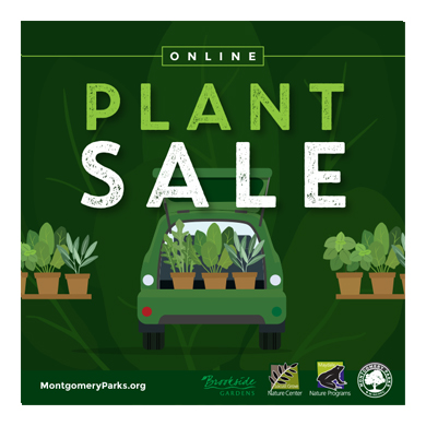 Dark green graphic illustration of plants in the back of a car with tables of plants beside it and the headline that reads, Online Plant Sale