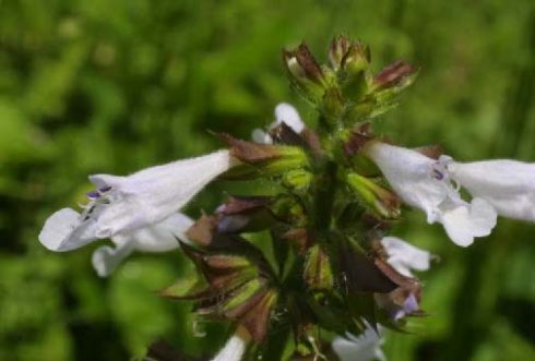 Salvia lyrata flower