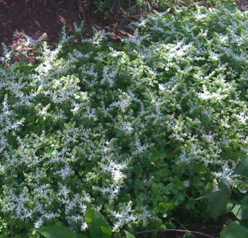 Sedum ternatum plant