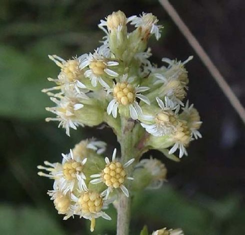 Solidago bicolor flower