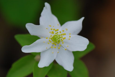 Thalictrum thalictroides flower