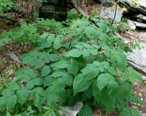 aralia racemosa plant