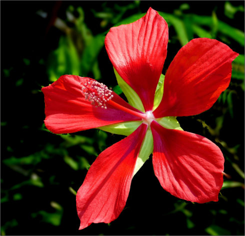 hibiscus coccineus flower