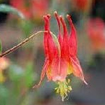 red and yellow flower drooping down