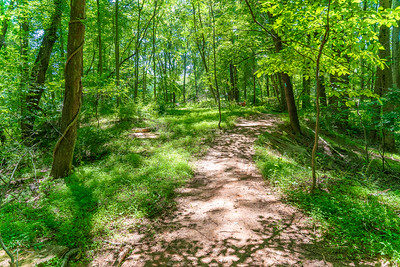 Upper Paint Branch Trail 2